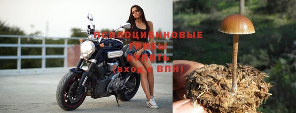 ПСИЛОЦИБИНОВЫЕ ГРИБЫ Белоозёрский